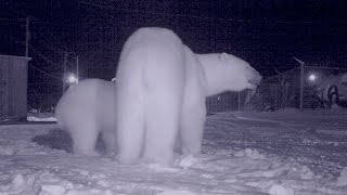 BEAR ATTACK! Halloween, One of the Most Dangerous Nights of Bear Season