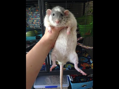 skaven battle in a nutshell