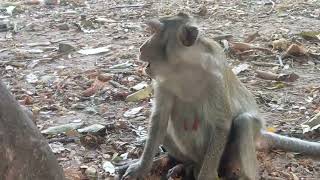 VID20250411165052 play