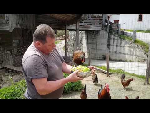 Altsteirer Henne "Olga"