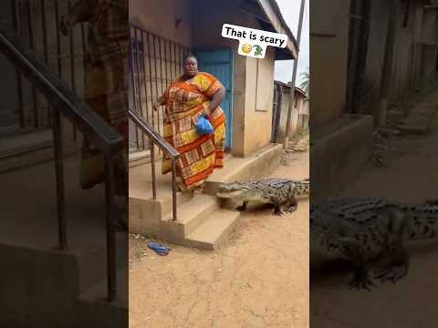 That is scary😳🐊 #ytshorts #shorts #youtubeshorts #scary #youtubevideos #shortvideo