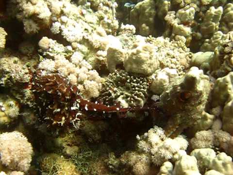 Octopus-Paarung 1, Mangrove Bay  Hausriff,Ägypten