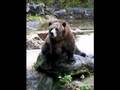 Grizzly Yawn
