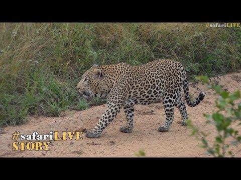 Game of Thrones: The male leopards of Djuma