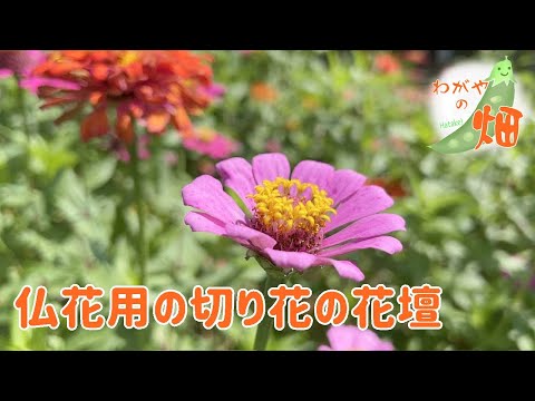 仏陀の手、Citrus medica var sarcodactylis