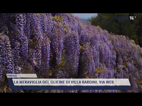 2021-04-21 FIRENZE - LA MERAVIGLIA DEL GLICINE DI VILLA BARDINI, VIA WEB
