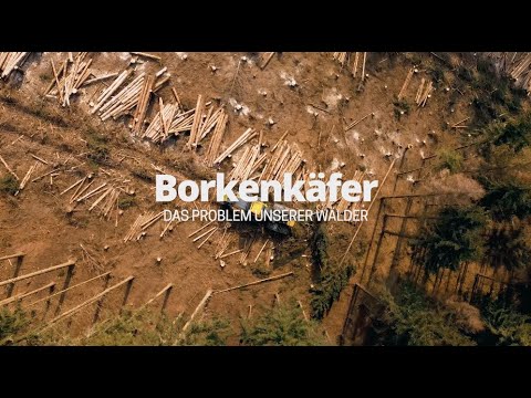 Borkenkäfer: Das Problem unserer Wälder⎟4K Doku