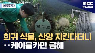 [바로간다] 말라죽은 이식 희귀식물‥케이블카 사업지 '지켜지지 않는 약속' (2026.06.13/뉴스데스크/MBC)