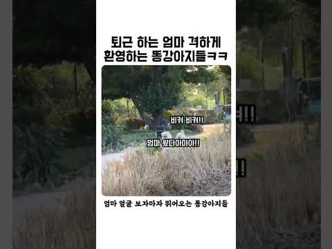 엄마 차 소리만 듣고 뛰어오는 시골 똥강아지들 #투안