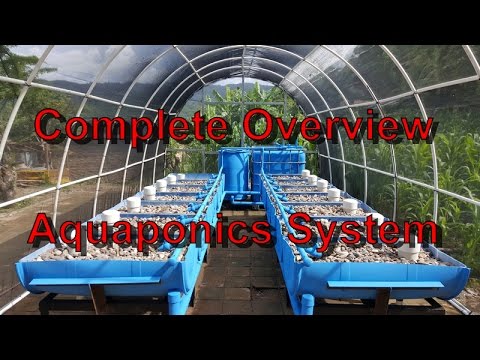 image-What does an aquaponic ecosystem include?