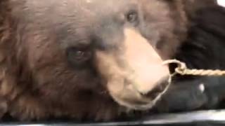 Brown Bear in Pakistani Taxi