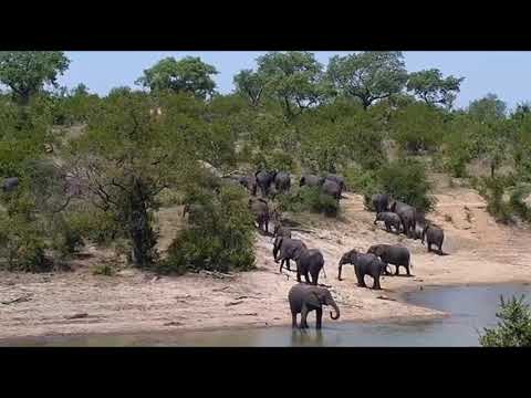 Djuma: Elephants-Fang's herd - 13:20 - 11/18/20