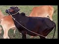 Cow Meeting