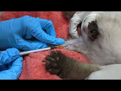 When and Why Should Cats Be Screened for Heartworms?