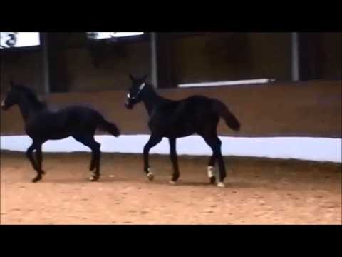 Fidertanz x Donnerhall