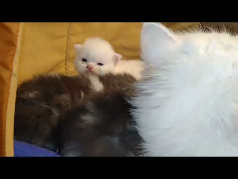 Mother Cat Feeding Milk To Her Kittens And Grooming Them