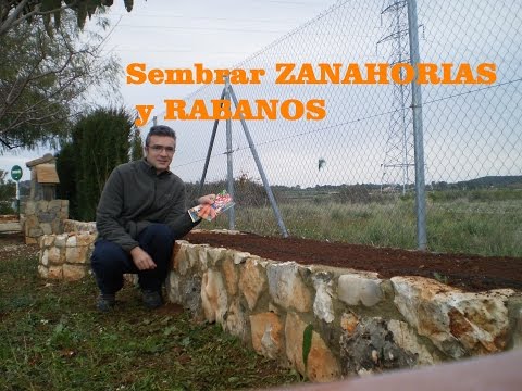 Cómo sembrar zanahorias y rábanos