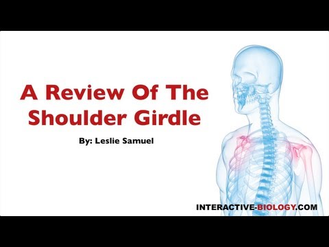 080 A Review of the Shoulder Girdle