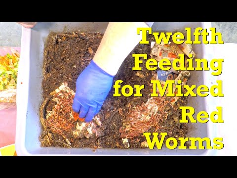 Mixed red worms in twine bedding treated to leafy top dressing after feeding - vermicompost