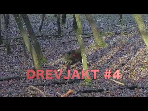 Drevjakt på vildsvin - Driven Wild Boar