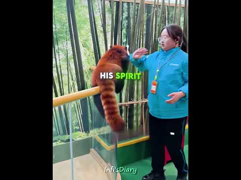 The Red Panda Who Keeps Escaping 🦝😂 #shorts