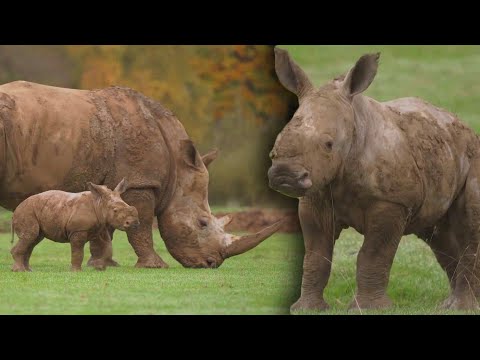 Rare Baby White Rhino Takes First Steps Outside