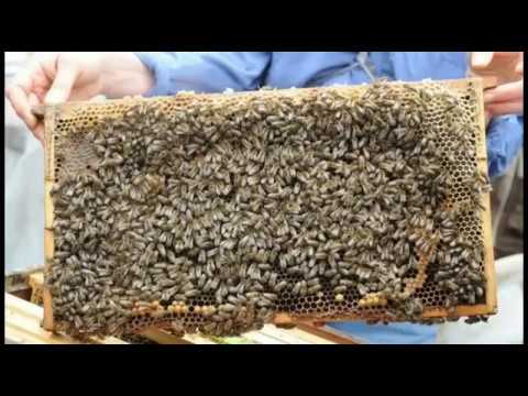 , title : 'سلالات نحل العسل سلالة النحل الكرنيولي ، من أهم مزاياها الهدوء وجمع العسل، مميزاتها وعيوبها'