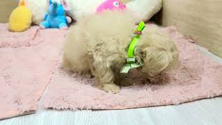 ハーフ犬の動画01