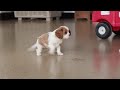 Cavalier King Charles Spaniel dogs for sale: Finn - Video 1