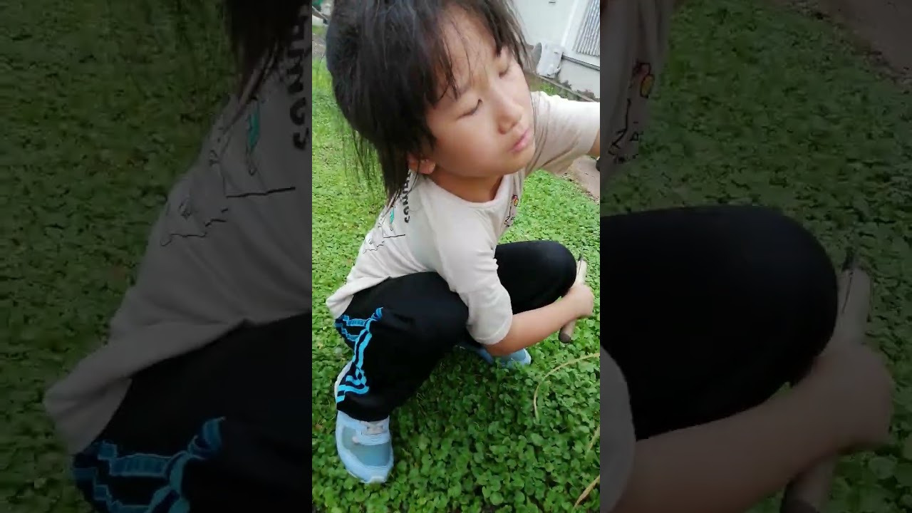 自分の庭で栽培した稲を収穫する。