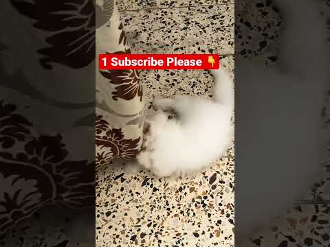 #shorts #shortsvideo #cat #catbaby #cutecat #cute #fyp #cat #kitten #catlover #viral #funnycats#fypシ