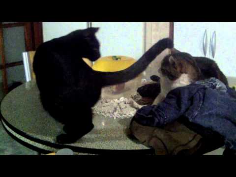 ringo y nazira peleando