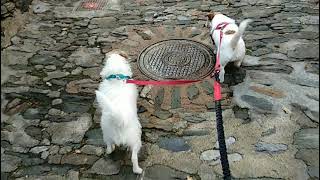 Queralbs i el Ripollès amb gossos