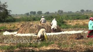 Paddy Field in Nandikonda 