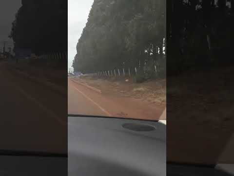 Buriti alegre Goiás