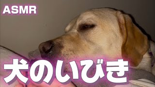 犬のいびきASMR 【専門学生の雑ASMR】