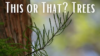 This or That? Trees