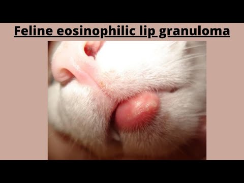 Feline Eosinophilic Lip granuloma||Lower Lip granuloma in cat||By Dr Hafiz Nouman Zaheer