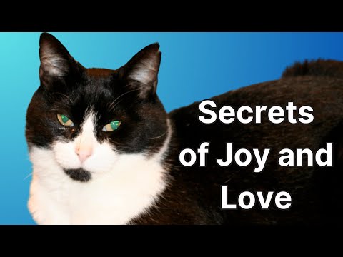 What I learned from Obie, a Feral Cat