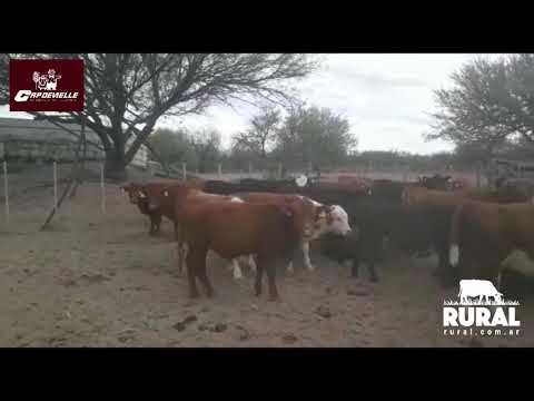 Lote 300 Terneros 150kg - , San Luis