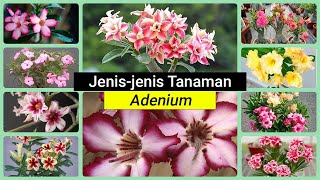 Download lagu GET TO KNOW THE NEWEST TYPES OF ADENIUM FLOWERS THAT ARE TRENDING mp3 Download lagu GET TO KNOW THE NEWEST TYPES OF ADENIUM FLOWERS THAT ARE TRENDING mp3