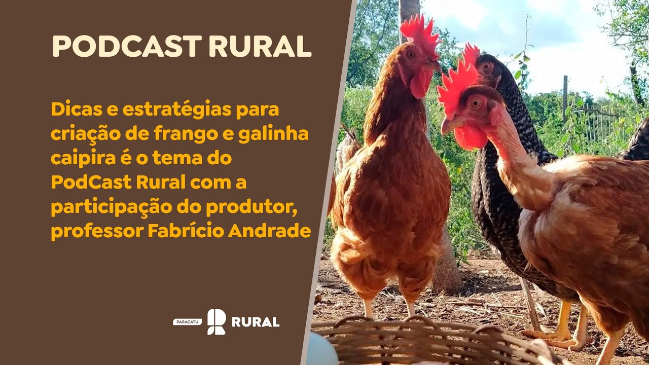 Dicas e estratégias para criação de frango e galinha caipira é o tema do PodCast Rural.