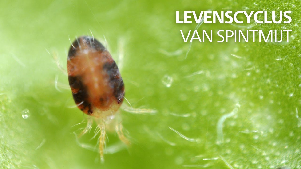 Video preview poster