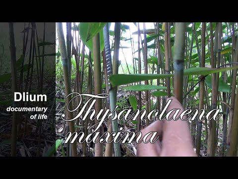 Tiger grass (Thysanolaena maxima) - part 1