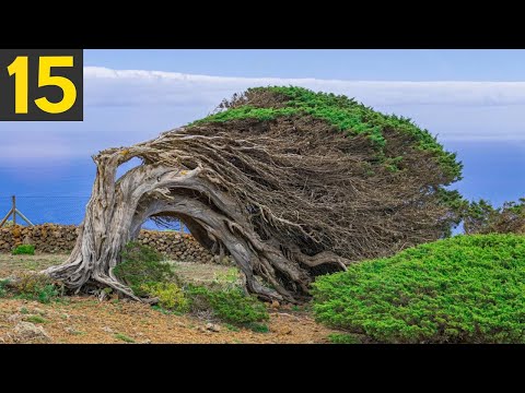 15 STRANGE Trees you Didn't Know Existed