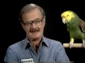 Empire Flooring Commercial Parrot