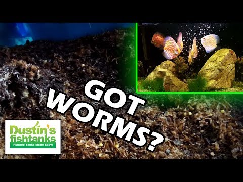 Live Fish Food: How To Grow White Worms as Aquarium Fish Food