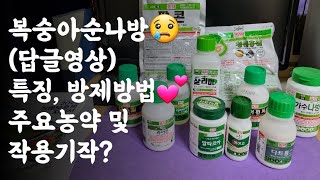 복숭아순나방(답글영상)
