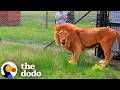 Two Circus Lions In Love Finally Find Freedom Together The Dodo