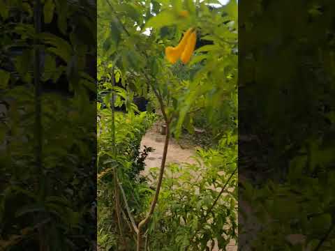 #braunas zona rural diamantina mg.